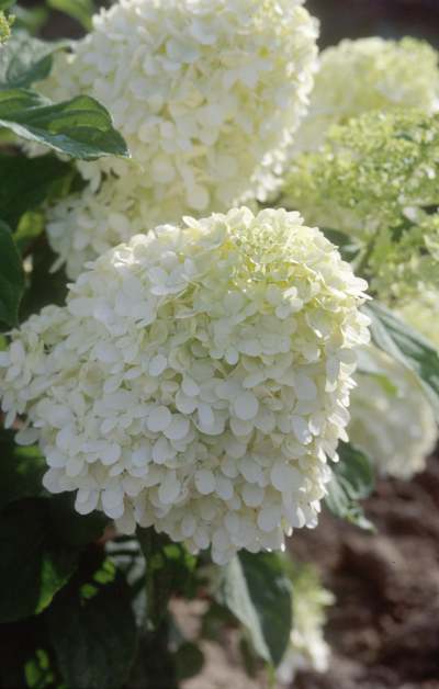 Hydrangea paniculata Limelight